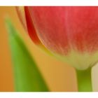 Tulpe zart in Szene gesetzt