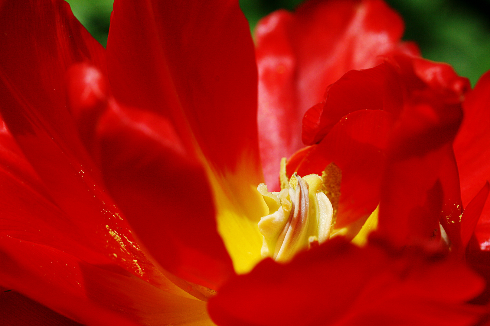 Tulpe Zentral