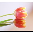 Tulpe zum Mittwoch