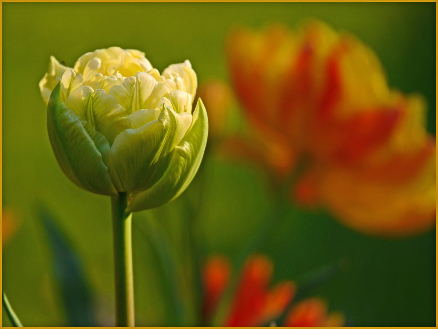 Tulpe zum Mittwoch!