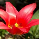 Tulpe zur Blütezeit
