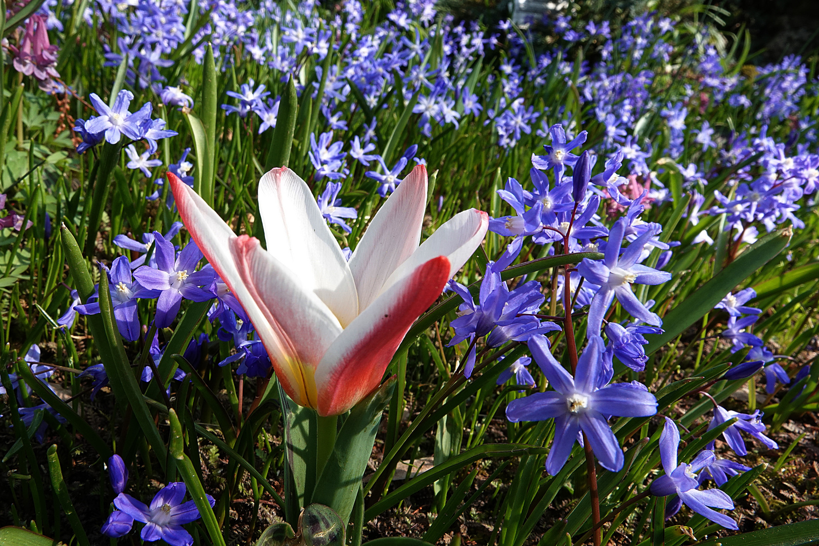 Tulpe zwischen Blausternen gebettet