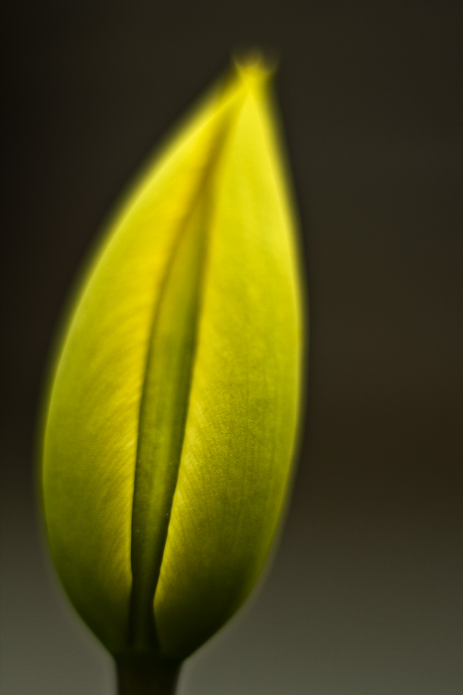 Tulpe_01