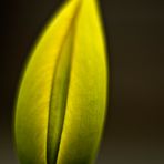 Tulpe_01