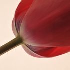 Tulpe_01