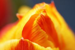 Tulpe02