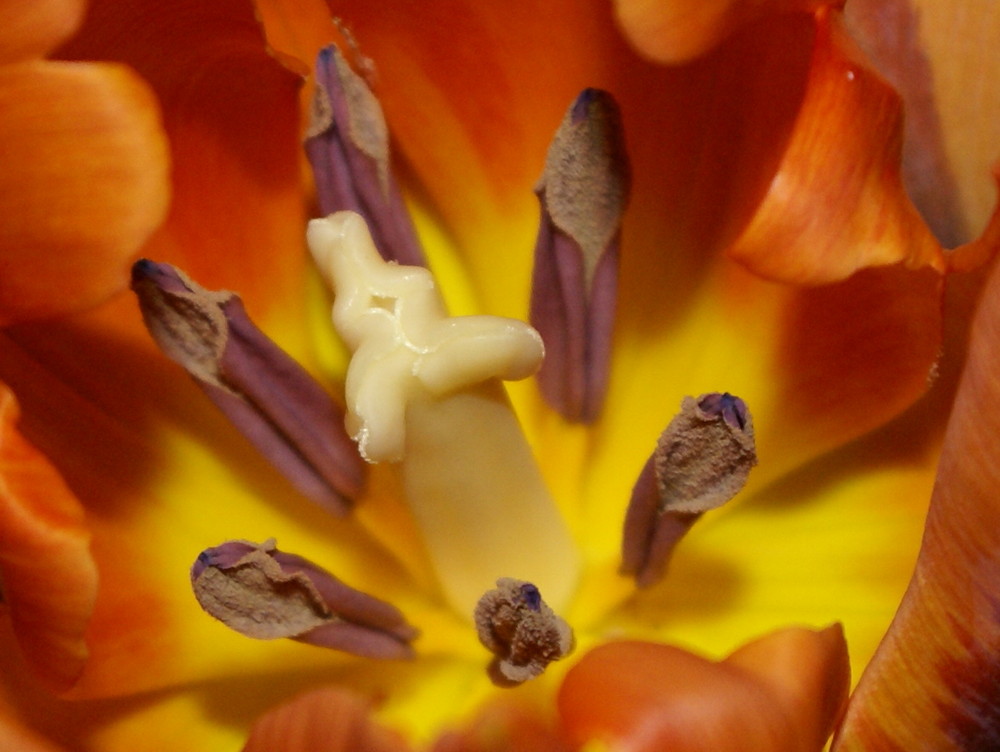 Tulpe..02