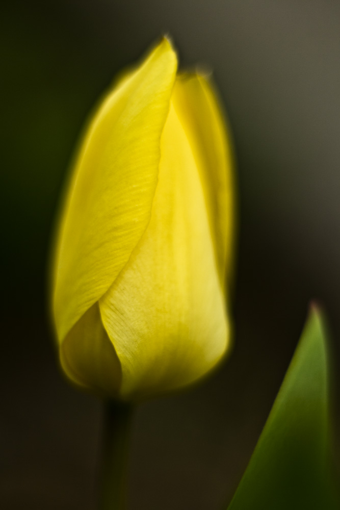 Tulpe_02