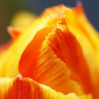 Tulpe02