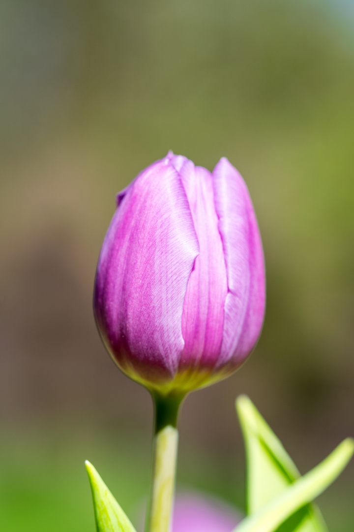 Tulpe02