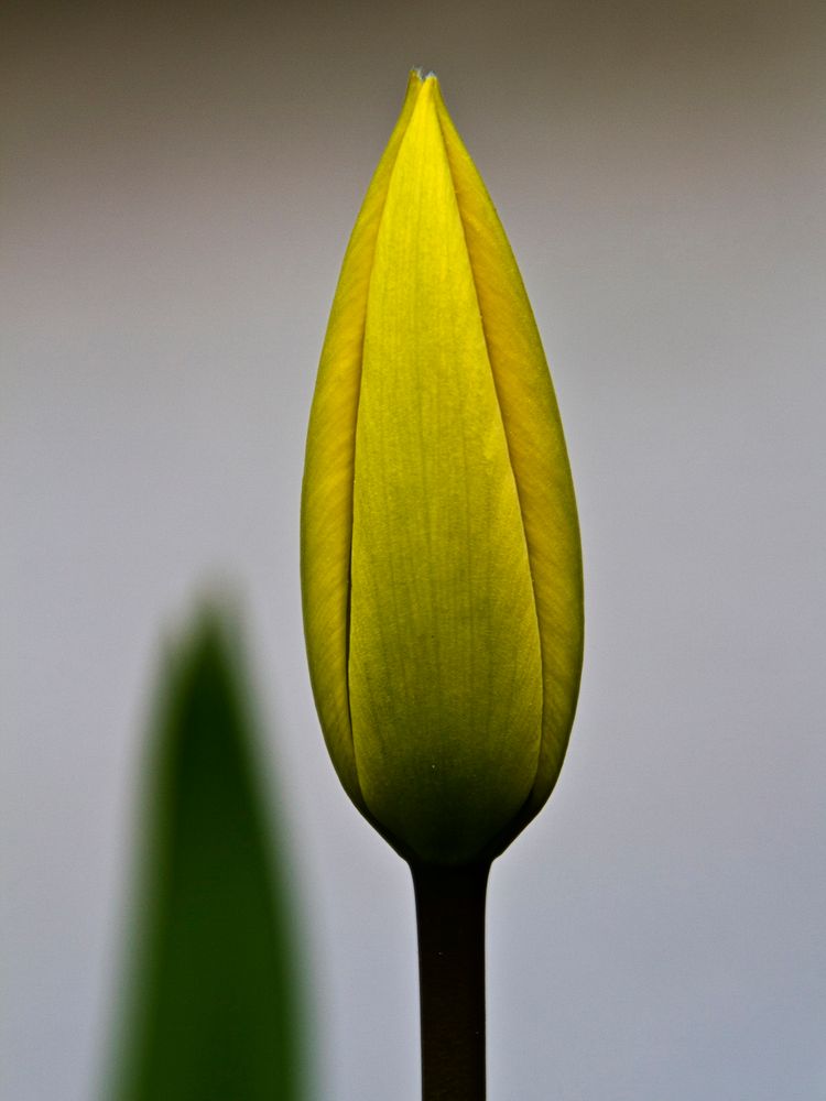 Tulpe_02