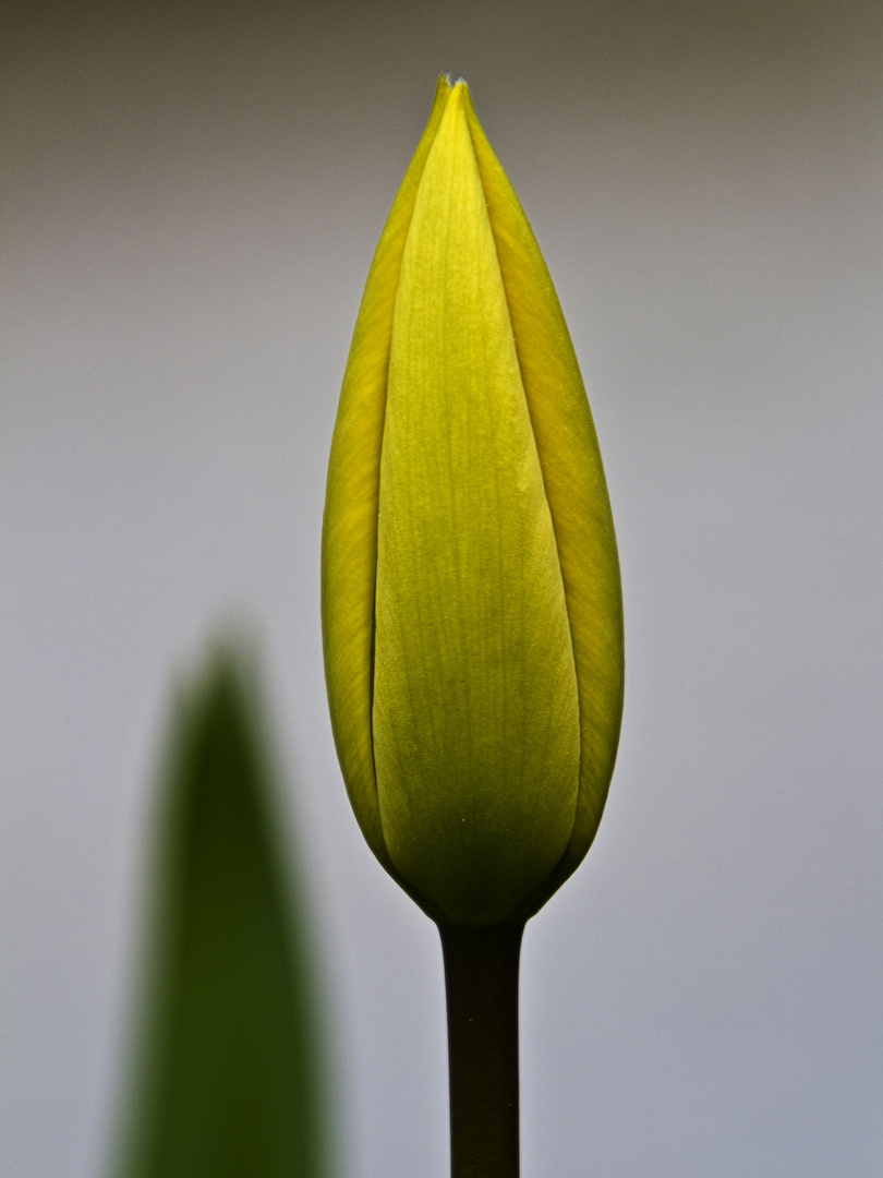 Tulpe_02