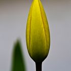 Tulpe_02