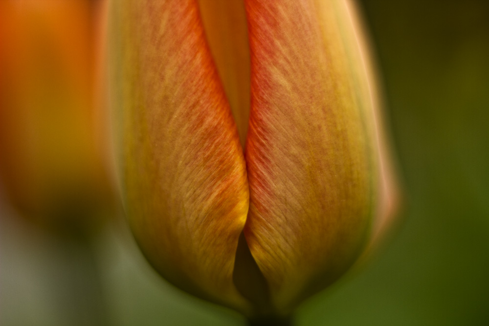 Tulpe_03