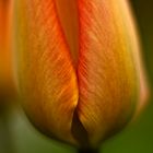 Tulpe_03