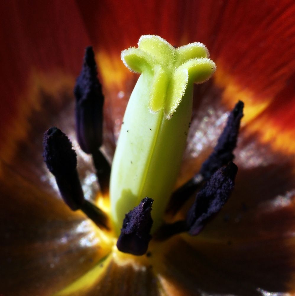 Tulpe04