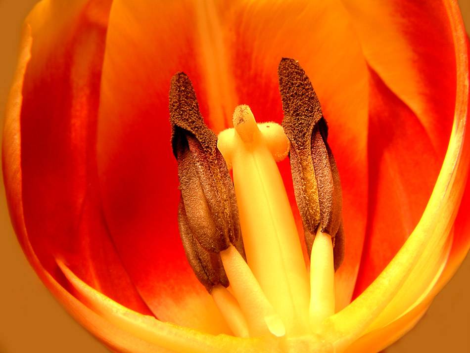 Tulpe1