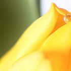 Tulpe1