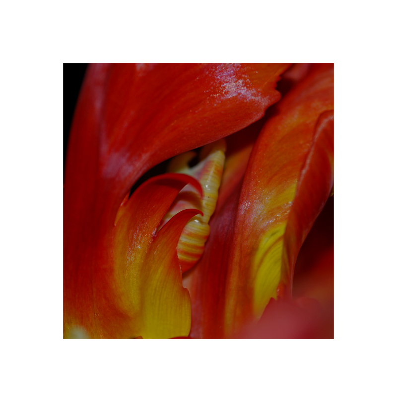 Tulpe1