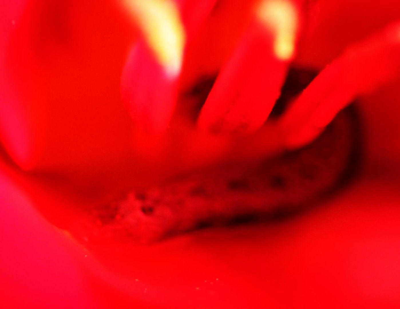 Tulpe_100_0434_Raupe