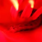 Tulpe_100_0434_Raupe