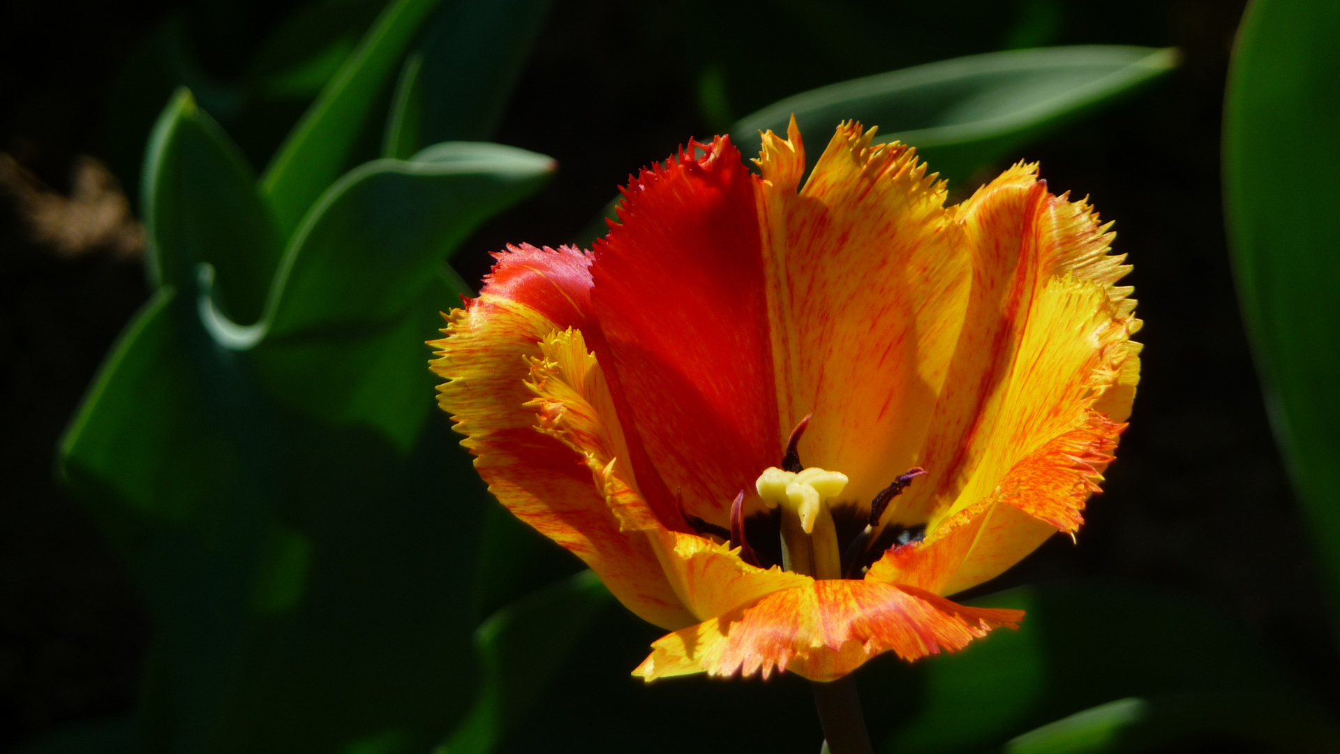 Tulpe170330