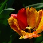 Tulpe170330