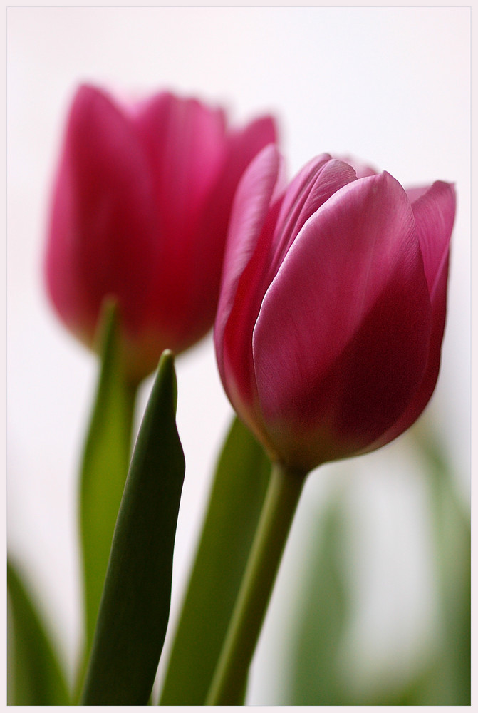 Tulpe_2