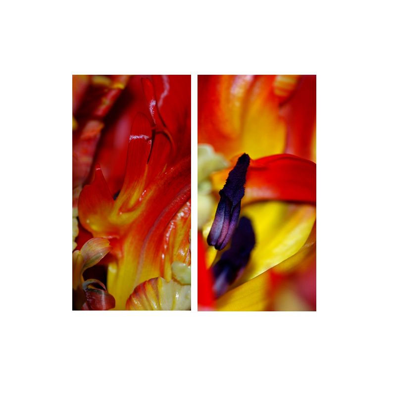 Tulpe2