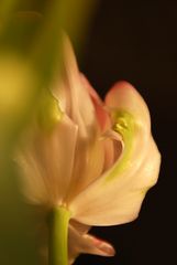 Tulpe_2