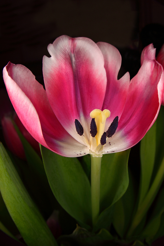 Tulpe_2