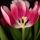 Tulpe_2