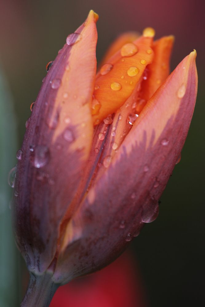 Tulpe2 von Beate Pöltl 