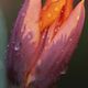 Tulpe2