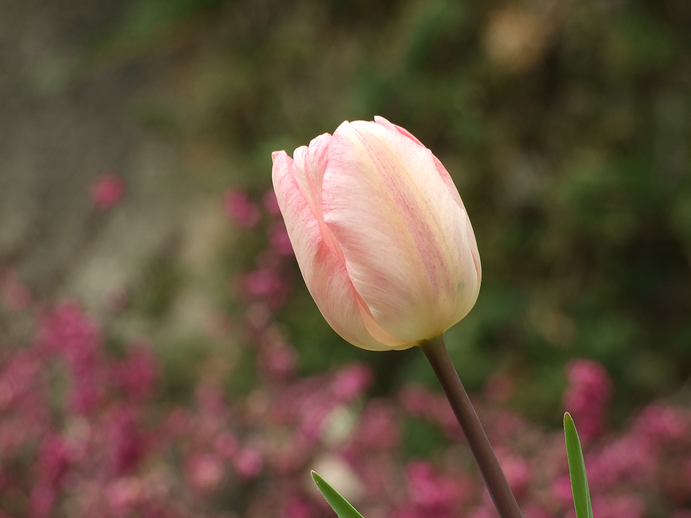 Tulpe2