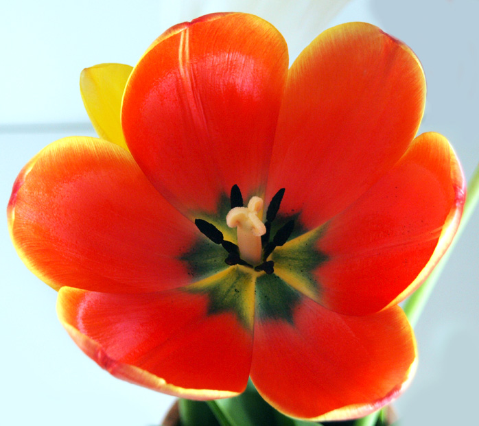 Tulpe2