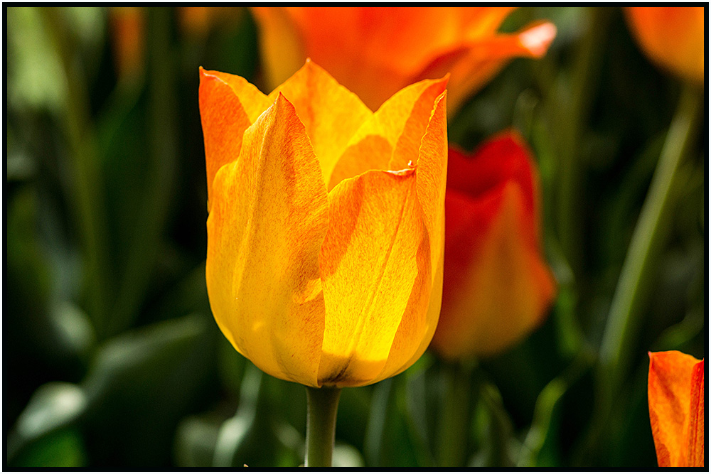 Tulpe2