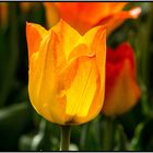 Tulpe2