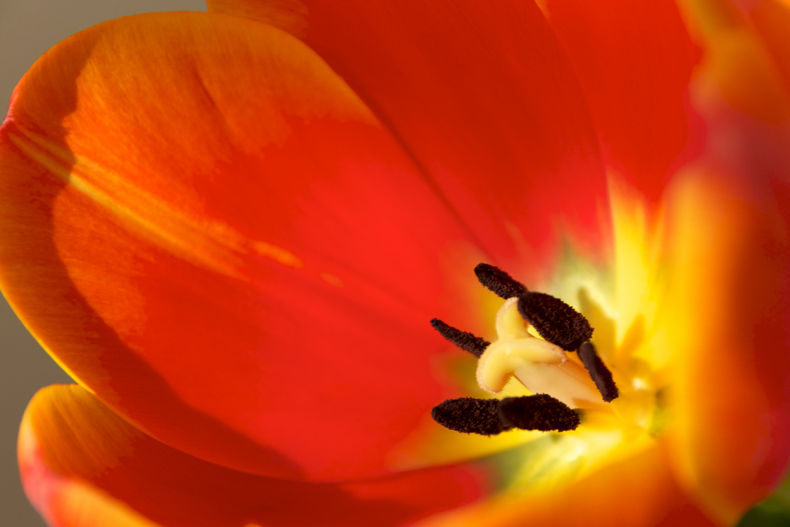 Tulpe_2