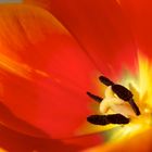 Tulpe_2