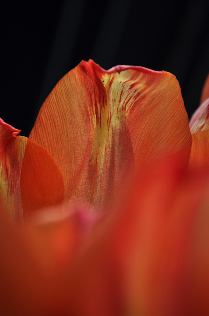 tulpe2