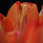 tulpe2