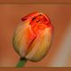 Tulpe2