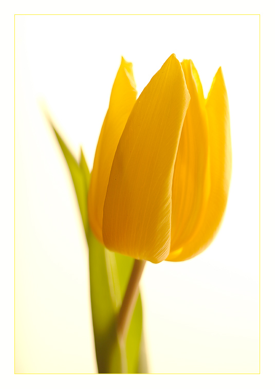 Tulpe2