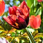 Tulpe_2