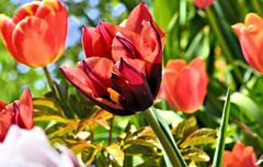 Tulpe_2