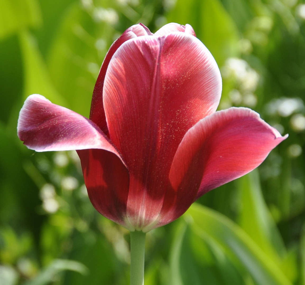 Tulpe2