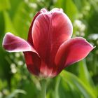 Tulpe2