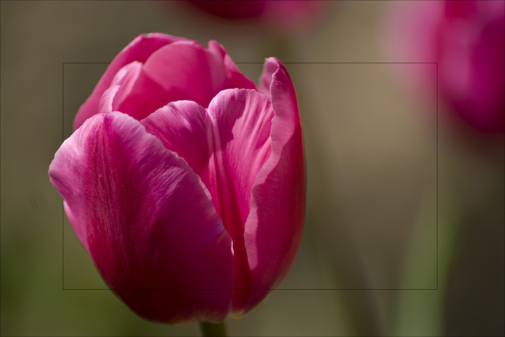 ~Tulpe2~