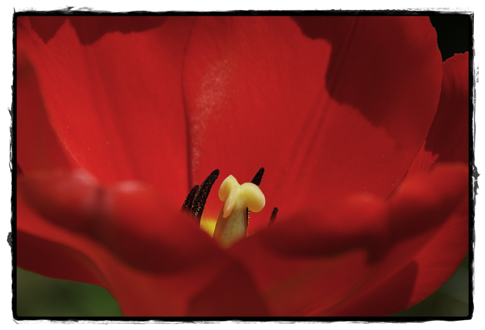 Tulpe_3